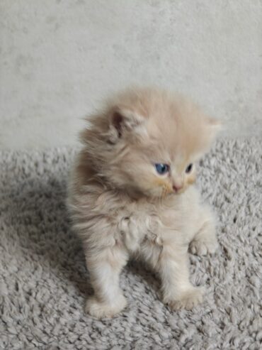 Adorable Persian Kitten Seeks Loving Home!