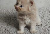 Adorable Persian Kitten Seeks Loving Home!