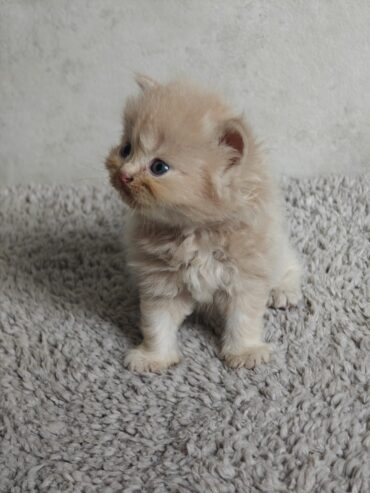 Adorable Persian Kitten Seeks Loving Home!