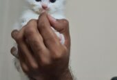 Female White Persian kitten