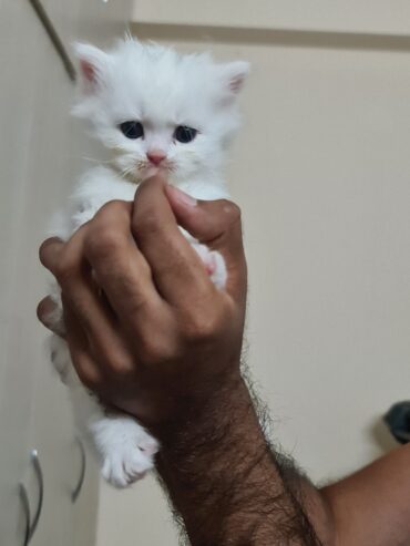 Female White Persian kitten