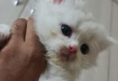 Female White Persian kitten