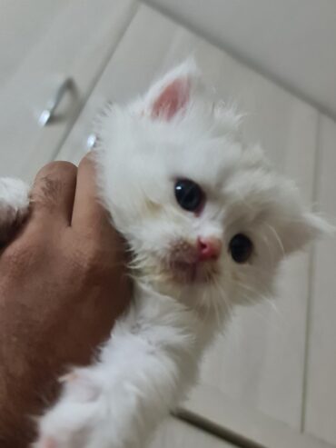 Female White Persian kitten