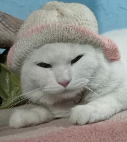 Turkish angora cat