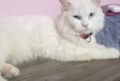 Turkish angora cat