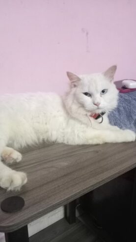 Turkish angora cat