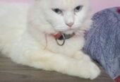 Turkish angora cat