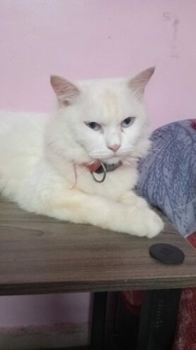 Turkish angora cat