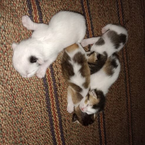 4 kittens