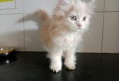 Brown persian cat looking for a household