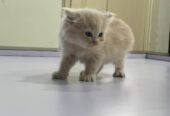 Brown persian cat looking for a household