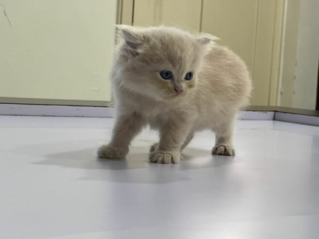 Brown persian cat looking for a household