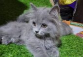 persian kittens Grey Color Female