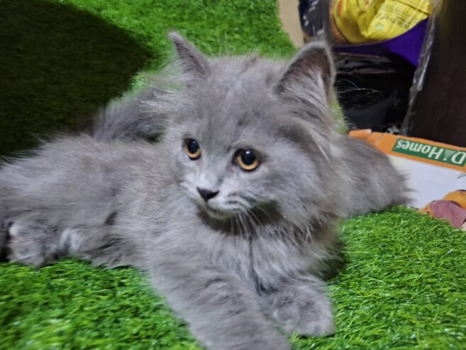 persian kittens Grey Color Female