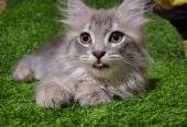 Persian kittens Grey Color Female