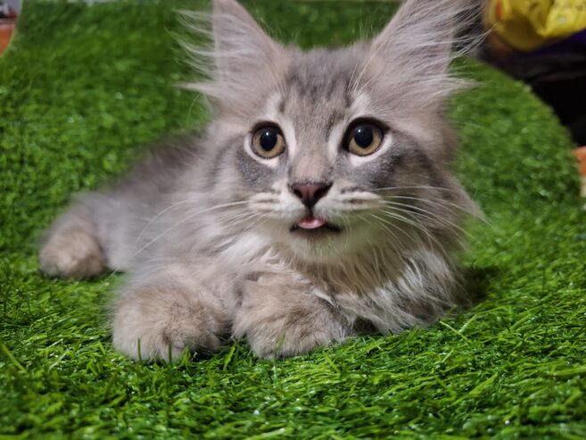 Persian kittens Grey Color Female