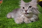 Persian kittens Grey Color Female