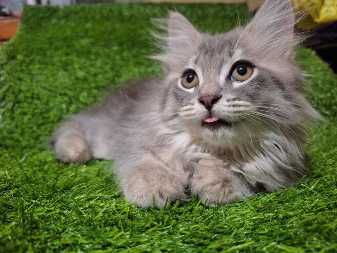 Persian kittens Grey Color Female