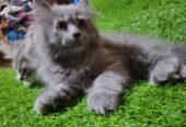 persian kittens Grey Color Female