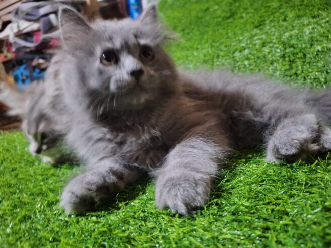 persian kittens Grey Color Female