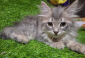 Persian kittens Grey Color Female