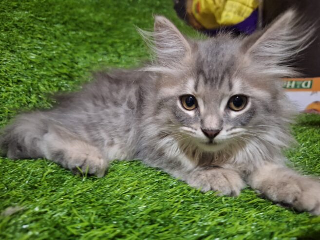 Persian kittens Grey Color Female