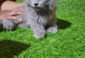 persian kittens Grey Color Female