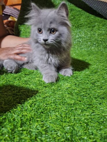 persian kittens Grey Color Female