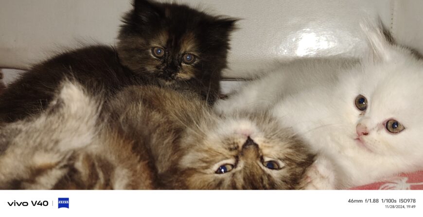 Persian kittens