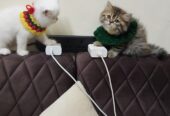 Persian kittens