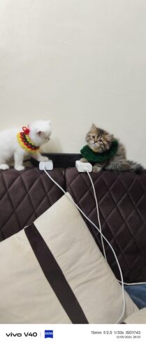 Persian kittens