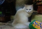 My female cat sale heavy bones white cat