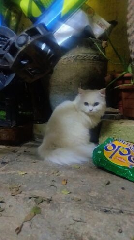 My female cat sale heavy bones white cat