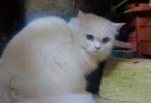 My female cat sale heavy bones white cat