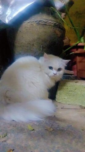 My female cat sale heavy bones white cat