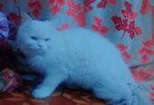 My female cat sale heavy bones white cat