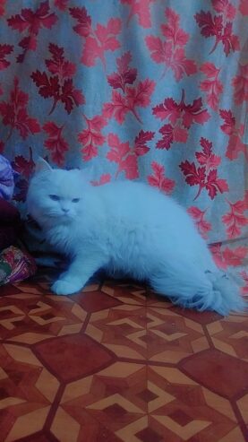 My female cat sale heavy bones white cat