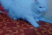 My female cat sale heavy bones white cat