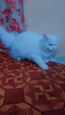 My female cat sale heavy bones white cat