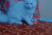 My female cat sale heavy bones white cat