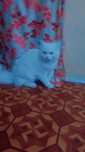 My female cat sale heavy bones white cat