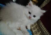 Persian kittens