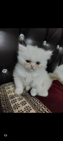 Persian kittens