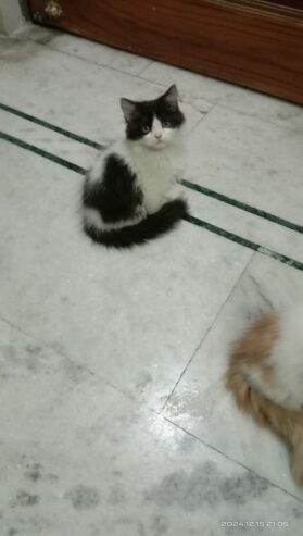 3 months old kittens (pair)