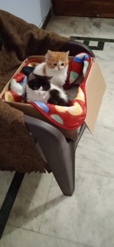 3 months old kittens (pair)