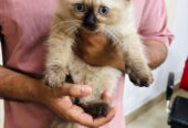 A Himalayan (Colorpoint Persian) Kitten 2- Months Old healthy and active.