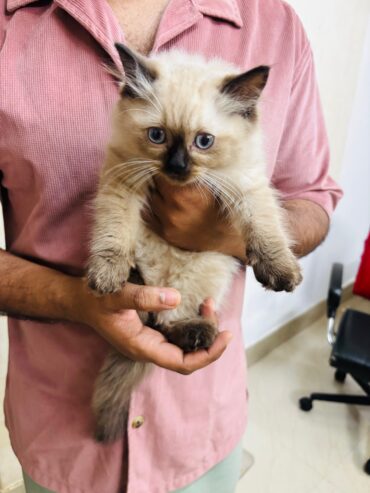 A Himalayan (Colorpoint Persian) Kitten 2- Months Old healthy and active.