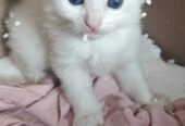 Blue eyed Persian kittens 2 month old