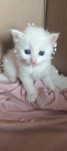 Blue eyed Persian kittens 2 month old