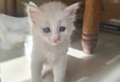 Blue eyed Persian kittens 2 month old